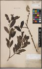 Foto von Salix cinerea L.